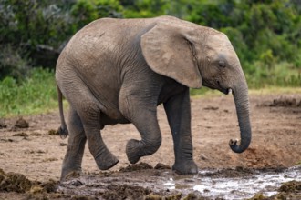 Young African elephant (Loxodonta africana) at the waterhole, Addo Elephant National Park, Eastern