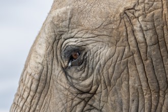 Detail, eye and skin, African elephant (Loxodonta africana), Addo Elephant National Park, Eastern