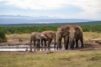 Herd of elephants with young animal drinking at the waterhole, African elephant (Loxodonta