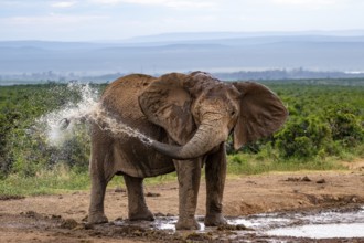 African elephant (Loxodonta africana) splashing water, Addo Elephant National Park, Eastern Cape,