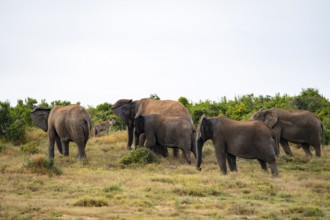 Danger from a spotted hyena, elephant herd with baby, African elephant (Loxodonta africana), Addo