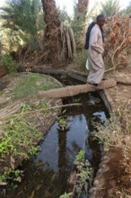 Aswan, Egypt. 9th December 2020 A Nubian man crossing a palm tree log bridge over an irrigation
