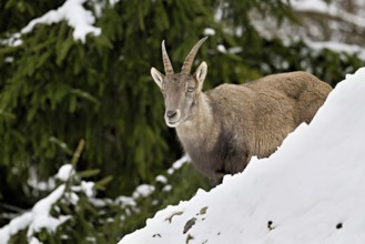 Alpine ibex (Capra ibex), in a snowy landscape, Captive, Switzerland