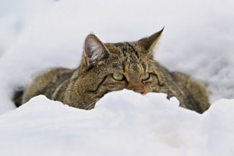 European wildcat or forest cat (Felis silvestris silvestris), sitting in the snow, captiv,