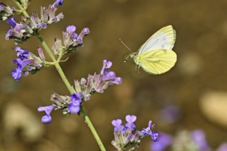 Small white (Pieris rapae), approaching the flower of catmint (Nepeta fassenii), Switzerland