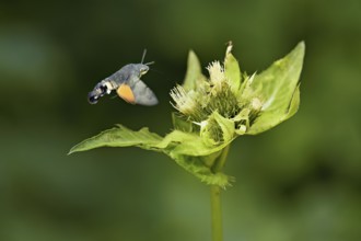 Dove's tail (Macroglossum stellatarum), flies on the flower of cabbage thistle (Cirsium oleraceum),