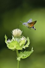 Dove's tail (Macroglossum stellatarum), flies on the flower of cabbage thistle (Cirsium oleraceum),
