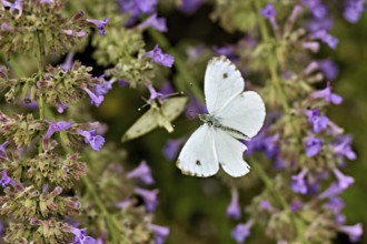 Rape white butterfly (Pieris napi) approaching the flower of catmint (Nepeta fassenii), Switzerland