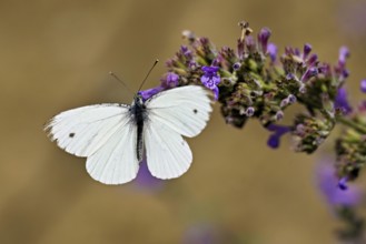 Rape white butterfly (Pieris napi) on the flower of catmint (Nepeta fassenii), Switzerland