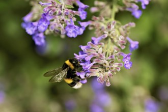 Large earth bumblebee (Bombus terrestris), on the flower of catnip (Nepeta fassenii), Switzerland