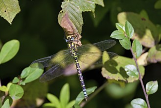 Southern Hawker (Aeshna cyanea), on leaf, Switzerland