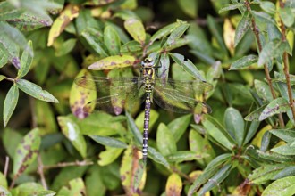 Southern Hawker (Aeshna cyanea), on plant, Switzerland