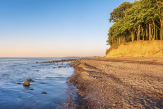 Beech forest on steep banks of the Baltic Sea coast in evening light, Heiligendamm,