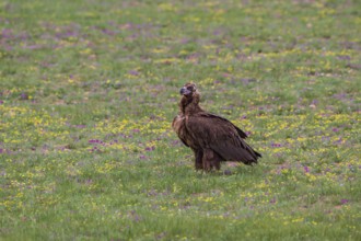 Black Vulture (Aegypius monachus), close-up, adult bird standing in yellow and purple flowering