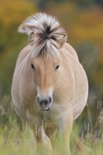 Fjord horse (Equus ferus caballus), close-up of a fjord pony on pasture in front of autumnal