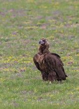 Black Vulture (Aegypius monachus), close-up, adult bird standing in yellow and purple flowering