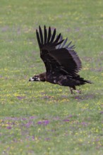 Eurasian black vulture (Aegypius monachus), close-up, young bird takes off with wings outstretched