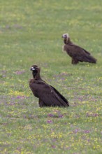 Black vulture (Aegypius monachus), close-up, two young birds standing in yellow and purple