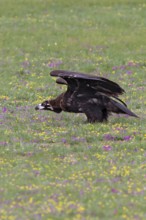 Eurasian Black Vulture (Aegypius monachus), close-up, young bird stands in yellow and purple