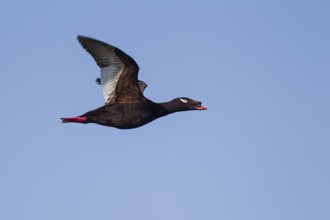 Kamchatka Velvet Scoter (Melanitta stejnegeri), Kamchatka Velvet Scoter, Stejneger's scoter,