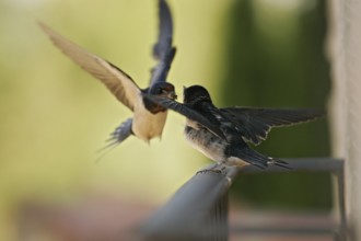 Barn Swallow (Hirundo rustica), adult bird with bee in beak feeding fledgling in flight, sitting on