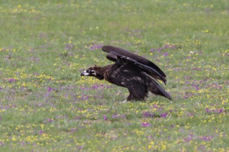 Eurasian Black Vulture (Aegypius monachus), close-up, young bird stands in yellow and purple
