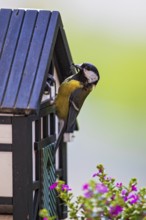 Great tit (Parus major), close-up, adult bird sitting at the entrance hole of a half-timbered bird