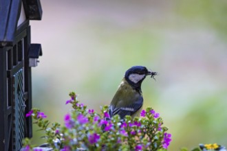 Great tit (Parus major), close-up, adult bird sitting in front of a half-timbered bird nesting box