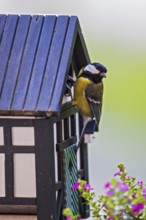 Great tit (Parus major), close-up, adult bird sitting at the entrance hole of a half-timbered bird