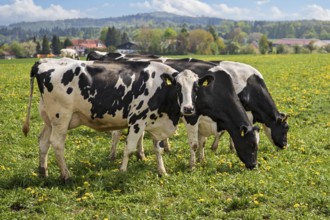 Dairy cow (Bos primigenius taurus), German Black Pied Cattle, group feeding on yellow flowering