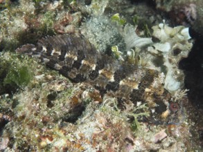 A camouflaged fish with brown patterns, Tompot blenny (Parablennius gattorugine), on a reef under