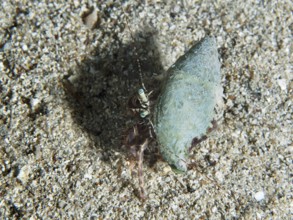 A Striped hermit crab (Pagurus anachoretus) on a sandy seabed. Dive site House Reef, Stoja, Pula,