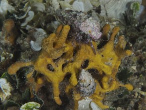 A Striped hermit crab (Pagurus anachoretus) on a yellow golden sponge (Aplysina aerophoba) in an