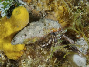 A Striped hermit crab (Pagurus anachoretus) sits next to a yellow golden sponge (Aplysina