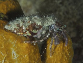 A Striped hermit crab (Pagurus anachoretus) sits on a yellow sponge under water. Dive site House