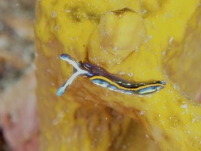 Colourful nudibranch, Hopes Elysia, sapsucker (Thuridilla hopei), moving on a yellow structure,