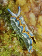Colourful nudibranch, Hopes Elysia, sapsucker (Thuridilla hopei), on algae in the sea. Dive site