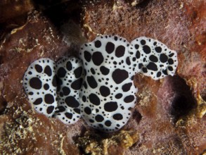 Black and white spotted sea snails, leopard snail (Discodoris atromaculata), on a sea sponge. Dive