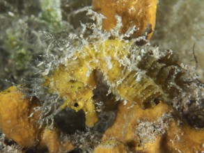 A yellow seahorse, Long-snouted seahorse (Hippocampus guttulatus), camouflaged between algae and