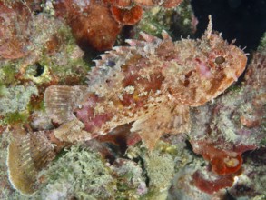 A small scorpionfish (Scorpaena notata) in camouflage colours rests between corals. Dive site House