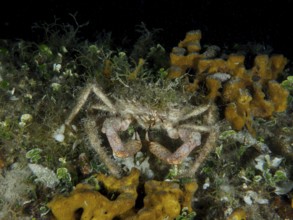 Camouflaged crab, little spider crab (Maja crispata), among algae and sponges, golden sponge