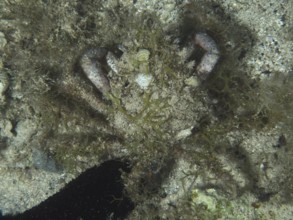 A well camouflaged crab, little spider crab (Maja crispata), with algae and sand on the seabed.