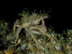 Spider crab, little spider crab (Maja crispata), at night on discovery on the seabed. Dive site