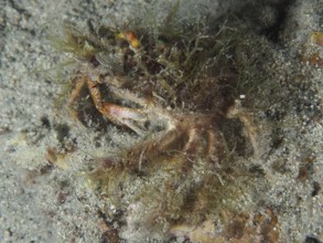 Spider crab, little spider crab (Maja crispata), hiding in the sand on the seabed. Dive site House
