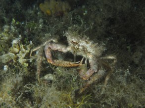 Spider crab, little spider crab (Maja crispata), crawls through the underwater world at night. Dive