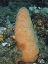 Large cone-shaped sea squirt (Aplidium conicum) in a marine habitat. Dive site Muzil, Stoja, Pula,