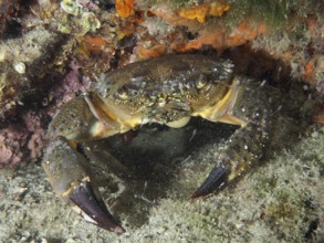 Warty Crab (Eriphia verrucosa) hides between rocks and algae in the sea. Dive site House Reef,