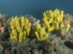 Two yellow, tubular sponges, golden sponge (Aplysina aerophoba, on a seabed under water. Dive site