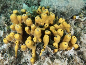 A collection of yellow sponges with tubular structures, golden sponge (Aplysina aerophoba),
