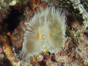 A Protula tubularia (Protula tubularia) with tentacles on a reef. Dive site House Reef, Stoja,